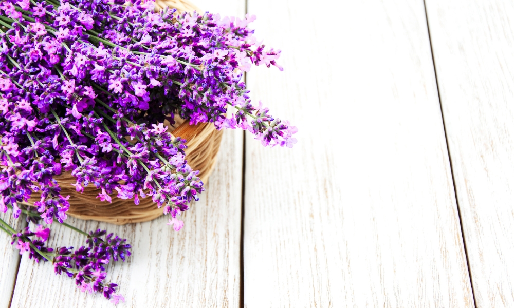 lavanda